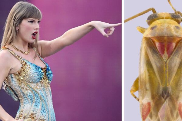 Taylor Swift’in Mirası Doğaya Taşındı: Dört Yeni Böcek Türü Artık Onun Adını Taşıyacak